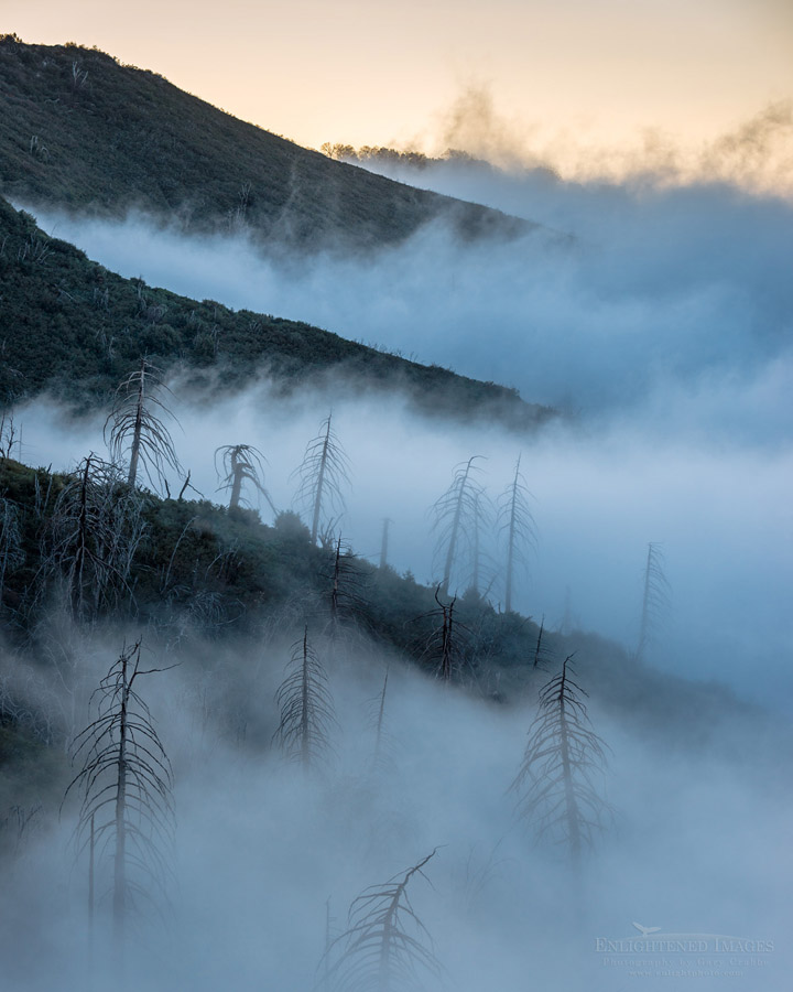 Photo picture of Dead trees and fog on Palomar Mountain, San Diego County, California