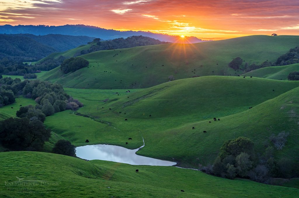 Photo Picture of Sunset over rolling green hills and cattle in the Briones Valley, Briones Regional Park, Contra Costa County, California