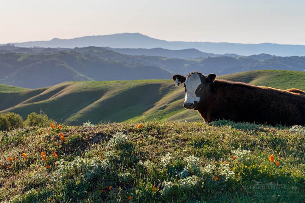 Photo picture of Young cow in green hills at spring. Briones Regional Park, Contra Costa County, California