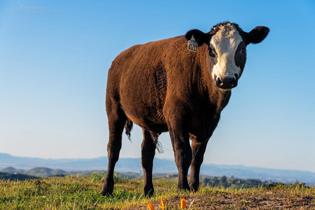 Photo picture pf Young Bull calf atop the Briones Crest, Briones Regional Park, California