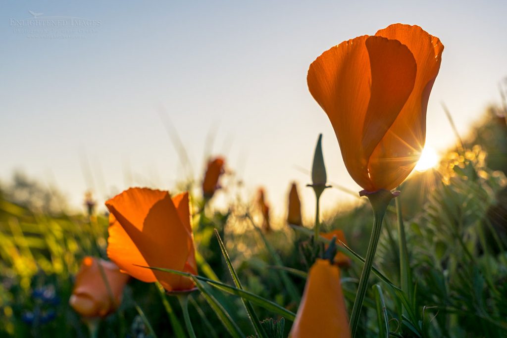 Photo picture of Sunset behind a California Poppy bloom in spring, Briones Regional Park, California