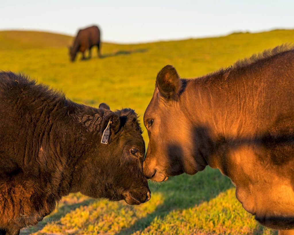 Photo picture of Female cow greets her young calf, Briones Regional Park, California
