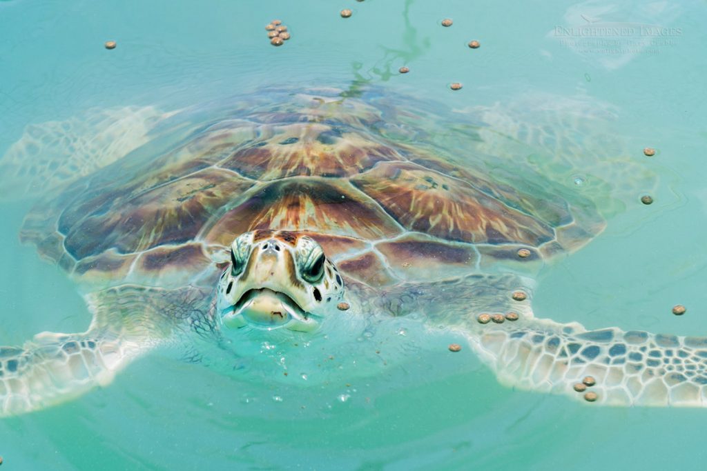 Photo: Sea turtles at the Tortugranja (Turtle Farm) aquarium and tourist attraction, Isla Mujeres, Yucatan Peninsula, Quintana Roo, Mexico