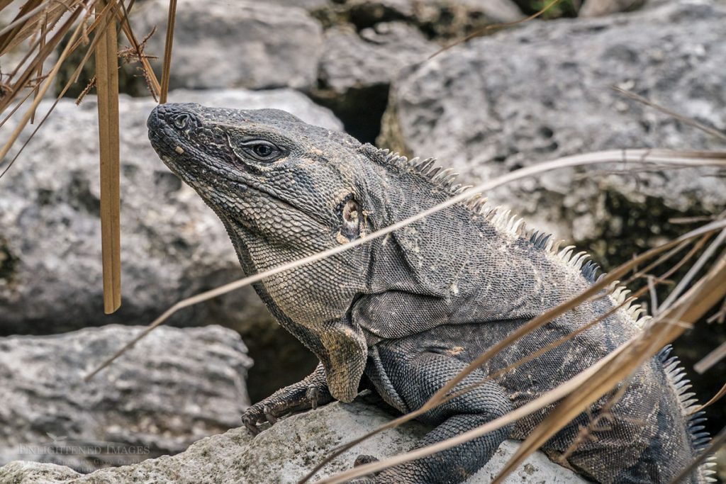 Photo: Iguana at the El Rey Archaeological Zone with Mayan ruins dating to c. 250AD, Cancun, Yucatan Peninsula, Quintana Roo, Mexico