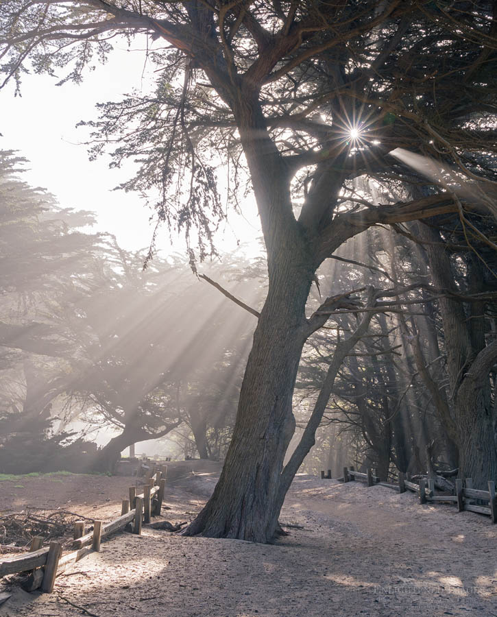 Photo picture of Morning light at Cypress trees at Pfeiffer Beach, Big Sur coast, Monterey County, California