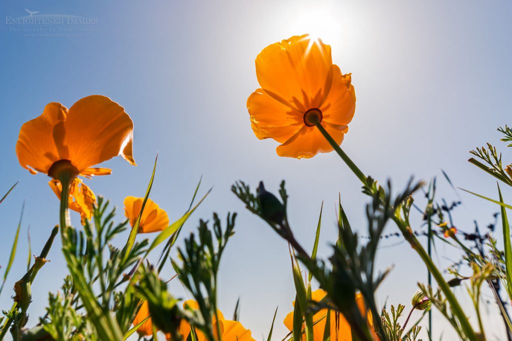 Photo picture of Sunlit California Poppies on the Big Sur coast, Monterey County, California