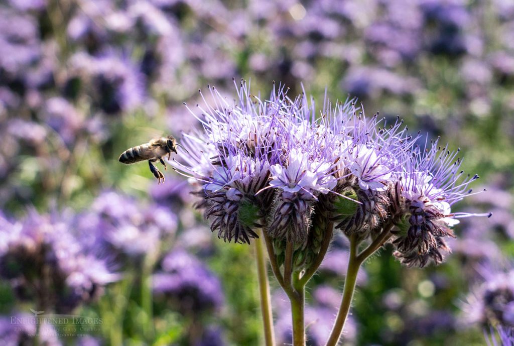 Photo picture of Bee gathering pollen from Lacy Phacelia (Phacelia tanacetifolia) wildflowers in spring, Marin County, California
