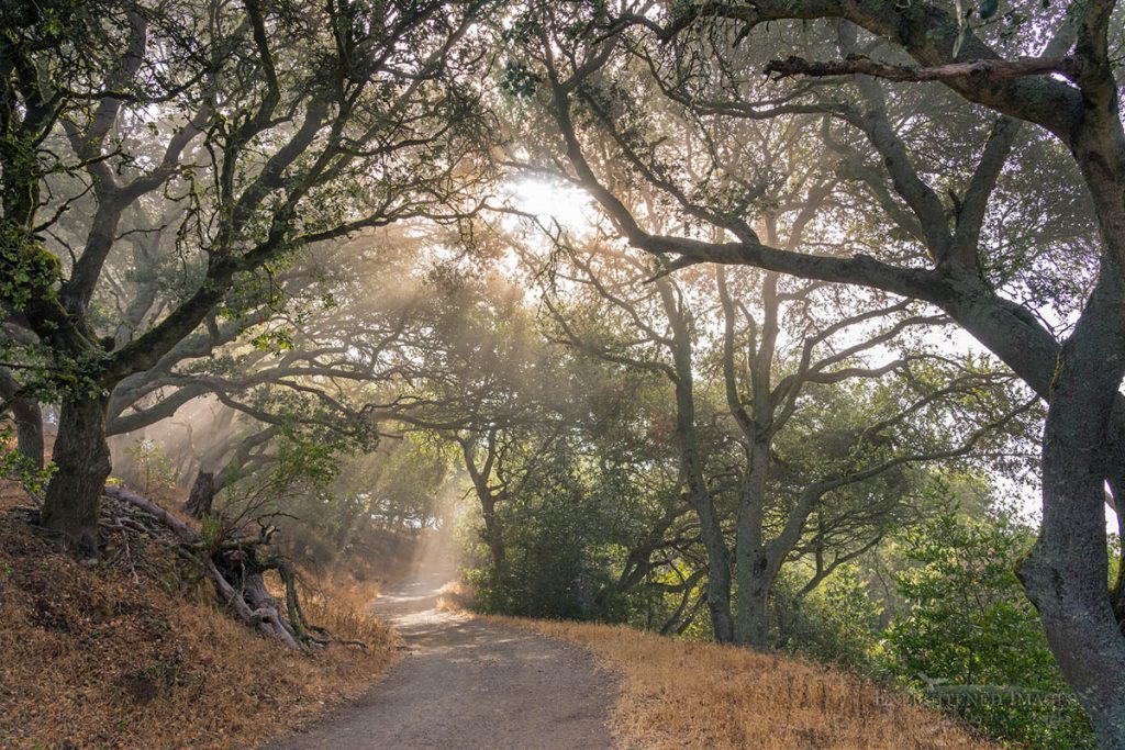 Photo picture of Morning light through oak trees along a trail in Briones Regional Park, Contra Costa County, California