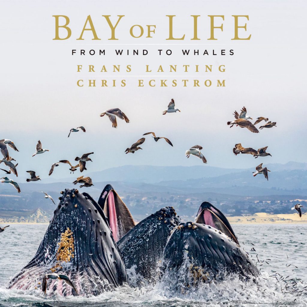 Bay of Life: From Wind to Whales - Book by Frans Lanting & Chris Eckstrom - A book review.