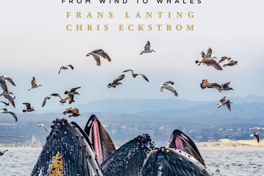 Bay of Life: From Wind to Whales - Book by Frans Lanting & Chris Eckstrom - A book review.