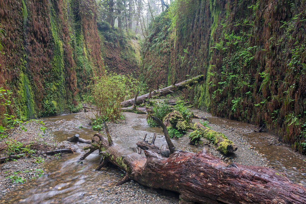 Photo picture of Fern Canyon, Prairie Creek Redwoods State Park, Humboldt County, California