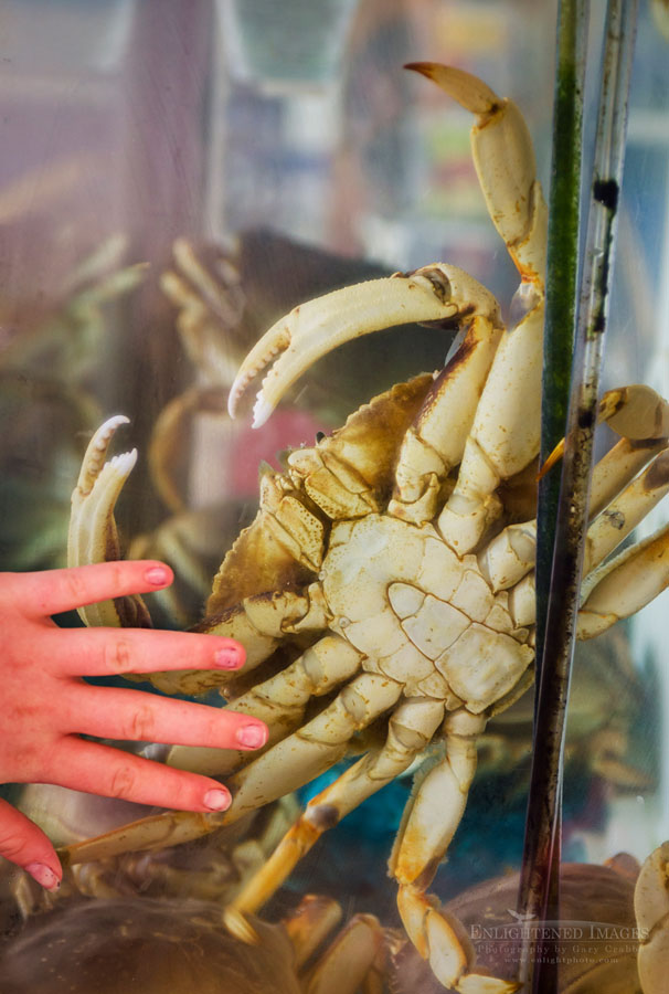 Photo picture of Fresh crab in aquarium at seafood restaurant at Newport, Oregon
