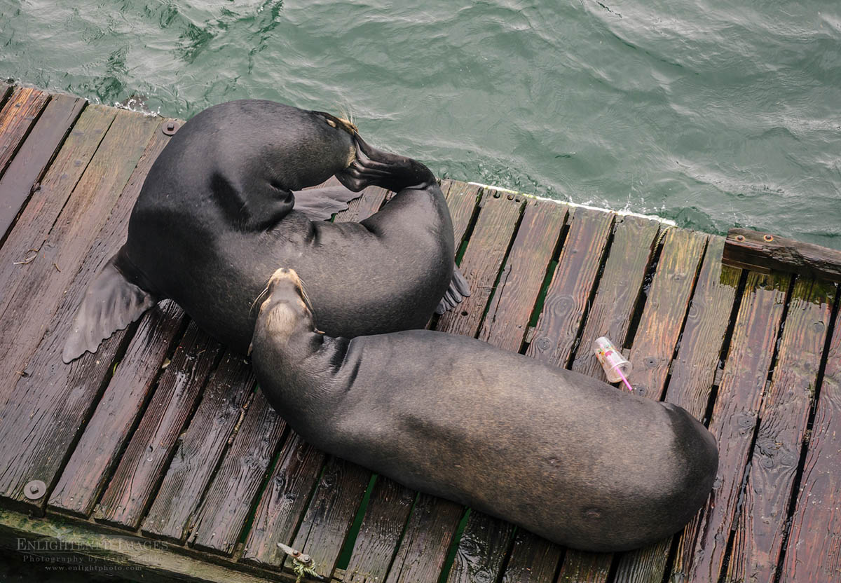 photo picture of Sea lions on dock next to trash, Newport, Oregon