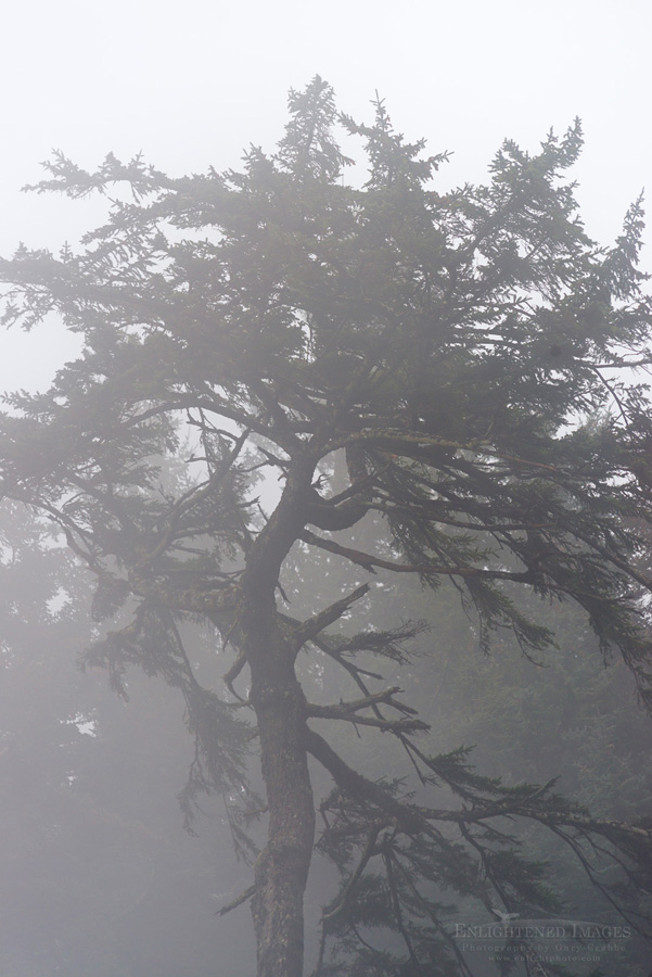 Photo picture of Tree in Fog on the Oregon Coast